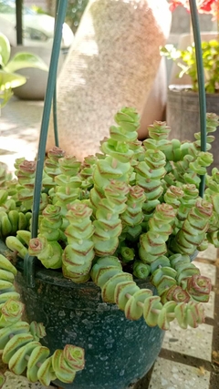 SUCULENTA GUSANITO
