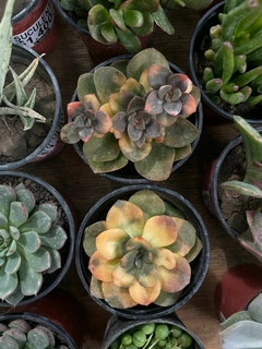 suculenta Echeveria Chroma - comprar online