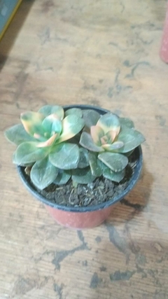 suculenta Echeveria Chroma en internet