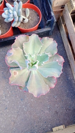 SUCULENTA ECHEVERIA CURLS