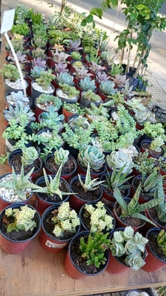 SUCULENTAS VARIAS