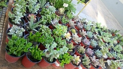 SUCULENTAS VARIAS - comprar online