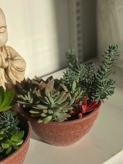 SUCULENTAS MIX