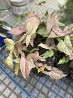 SYNGONIUM ROSADO - comprar online