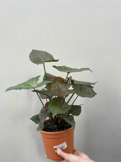 SYNGONIUM CHOCOLATE en internet