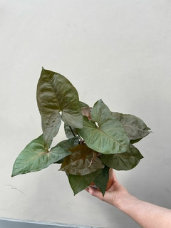 SYNGONIUM CHOCOLATE - comprar online