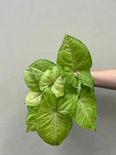 SYNGONIUM MANGO - comprar online