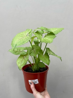 SYNGONIUM MANGO en internet