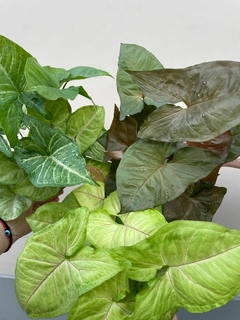 SYNGONIUM MANGO - El Viverito