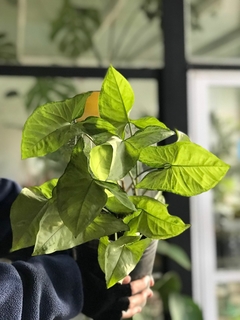 SYNGONIUM VERDE - comprar online