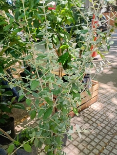 Teucrium Fruticans
