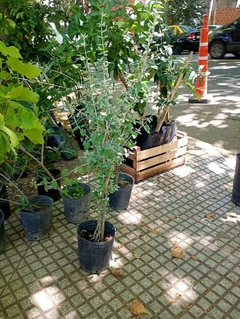 Teucrium Fruticans - comprar online