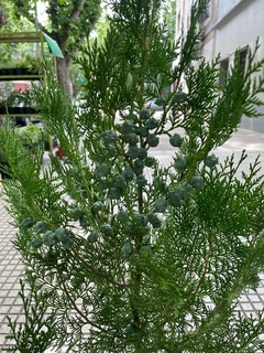 PINO THUJA - El Viverito