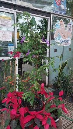 THUMBERGIA GRANDIFLORA