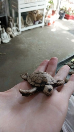 MINI TORTUGUITAS PINTADA - comprar online