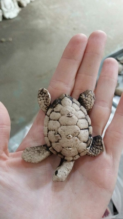 MINI TORTUGUITAS PINTADA