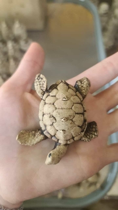MINI TORTUGUITAS PINTADA - El Viverito
