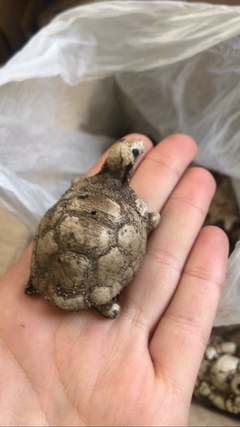 MINI TORTUGUITAS PINTADA - El Viverito