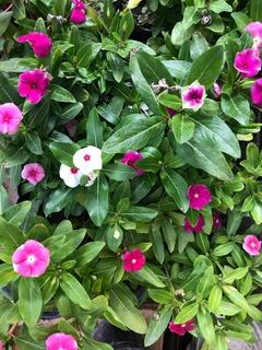 VINCA