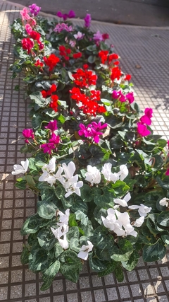 VIOLETA DE LOS ALPES - tienda online