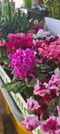Imagen de VIOLETA DE LOS ALPES