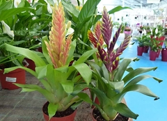 BROMELIA VRIESIA