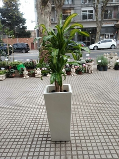 COMBO PALO DE AGUA GRANDE