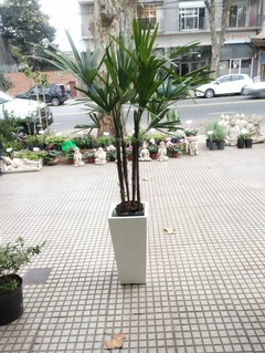 COMBO PALMERA RAPHIS GRANDE