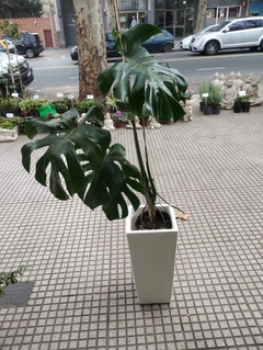 COMBO MONSTERA GRANDE