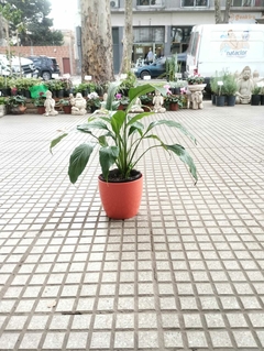 COMBO SPATHIPHYLLUM MEDIANA