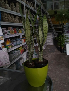 COMBO SANSEVIERIA MEDIANO