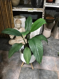 COMBO SPATHIPHYLLUM SENSATION