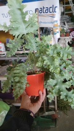 HELECHO PHLEBODIUM AUREUM DAVANA