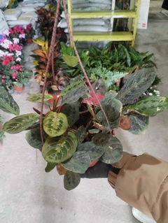 MARANTA LEUCONEURA Erythroneura - comprar online