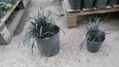 OPHIOPOGUM NIGRA 3LTS - comprar online