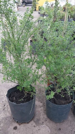 SPARTIUM JUNCEUM (RETAMA)