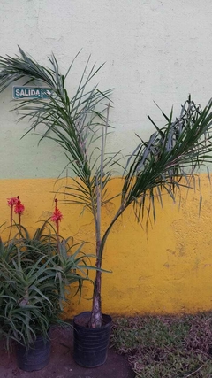 PALMERA PINDO