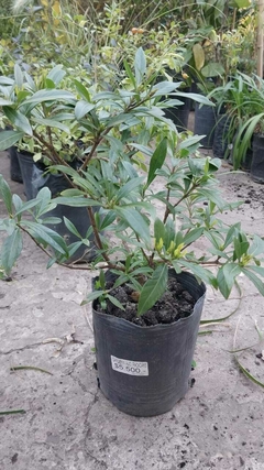 JAZMIN (GARDENIA AUG. RADICANS)
