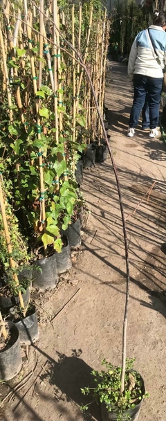 GUANABANA