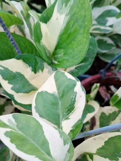 POTHUS NJOY