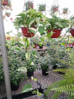 POTHUS BLANCO en internet