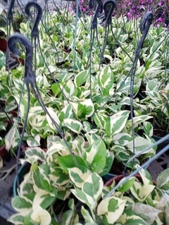 POTHUS NJOY en internet