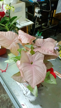 SYNGONIUM ROSADO en internet