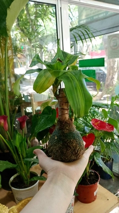 KOKEDAMAS PALO DE AGUA - comprar online