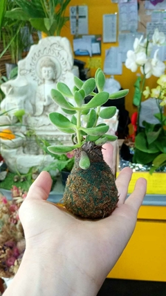 KOKEDAMAS SUCULENTA