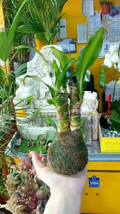 KOKEDAMAS PALO DE AGUA
