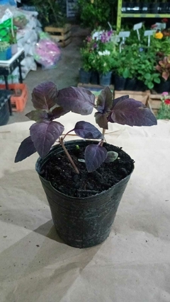 ALBAHACA MORADA - comprar online