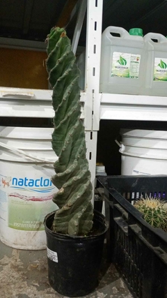 CACTUS ESPIRALADO - comprar online