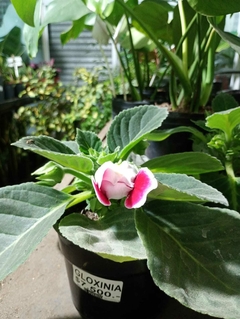 Gloxinia - comprar online