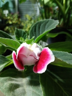 Gloxinia